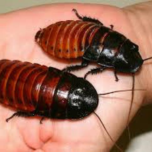 Bob & Stuart - Madagascan Hissing Cockroaches