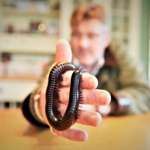 Millie - Giant African Millipede
