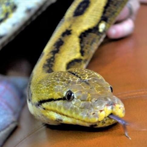 Clive - Reticulated Python (the big 12ft one)  